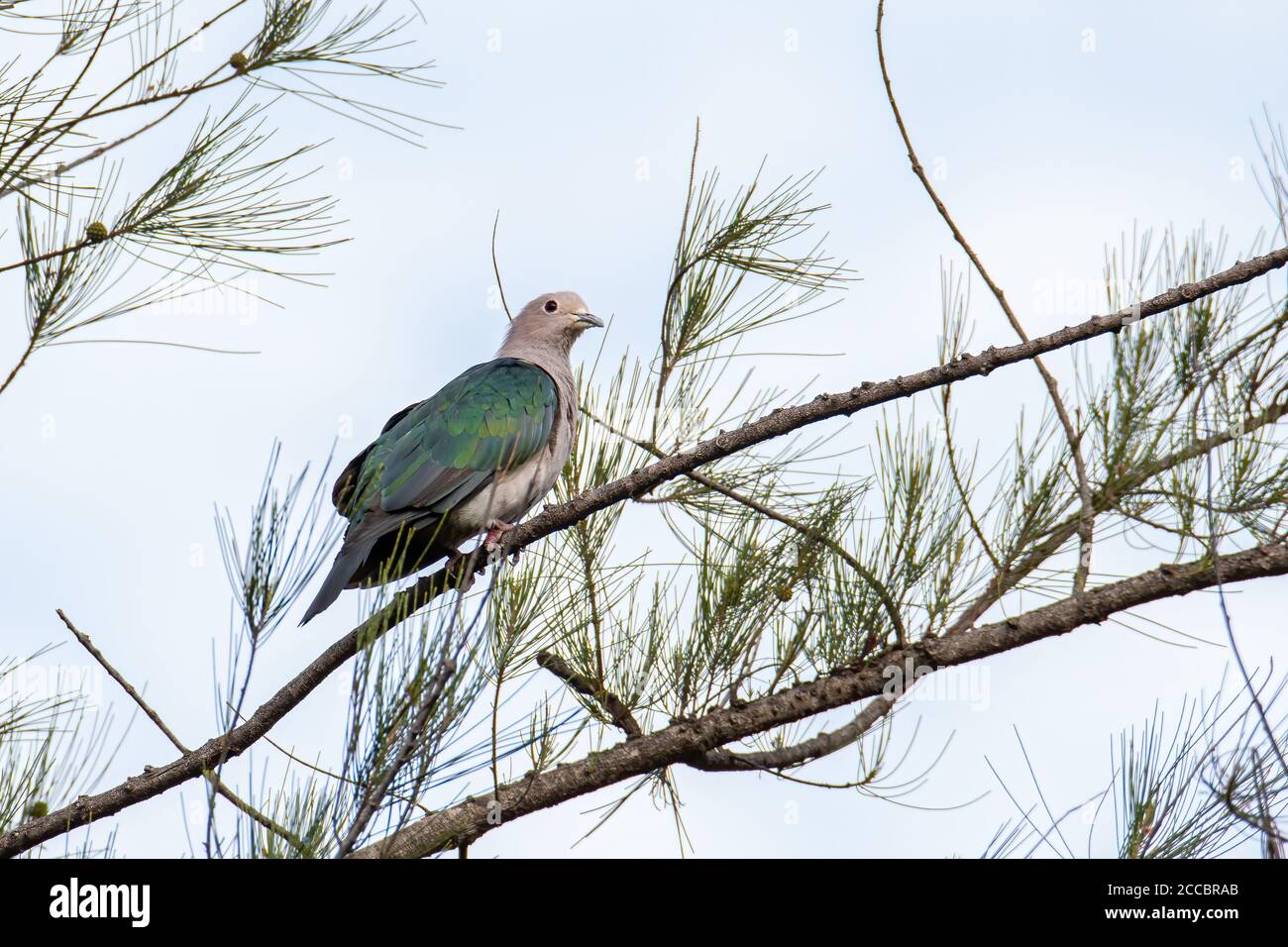Green Imperial Pigeon (Ducula aenea) perched on a branch in nature habitats Stock Photo