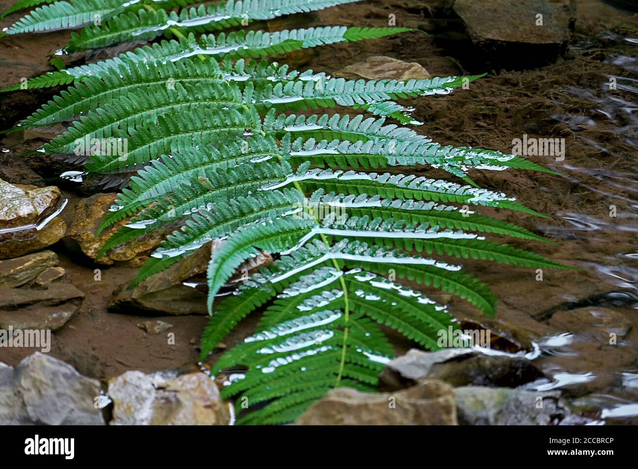 green fern leaf washed by the water of a small stream Stock Photo