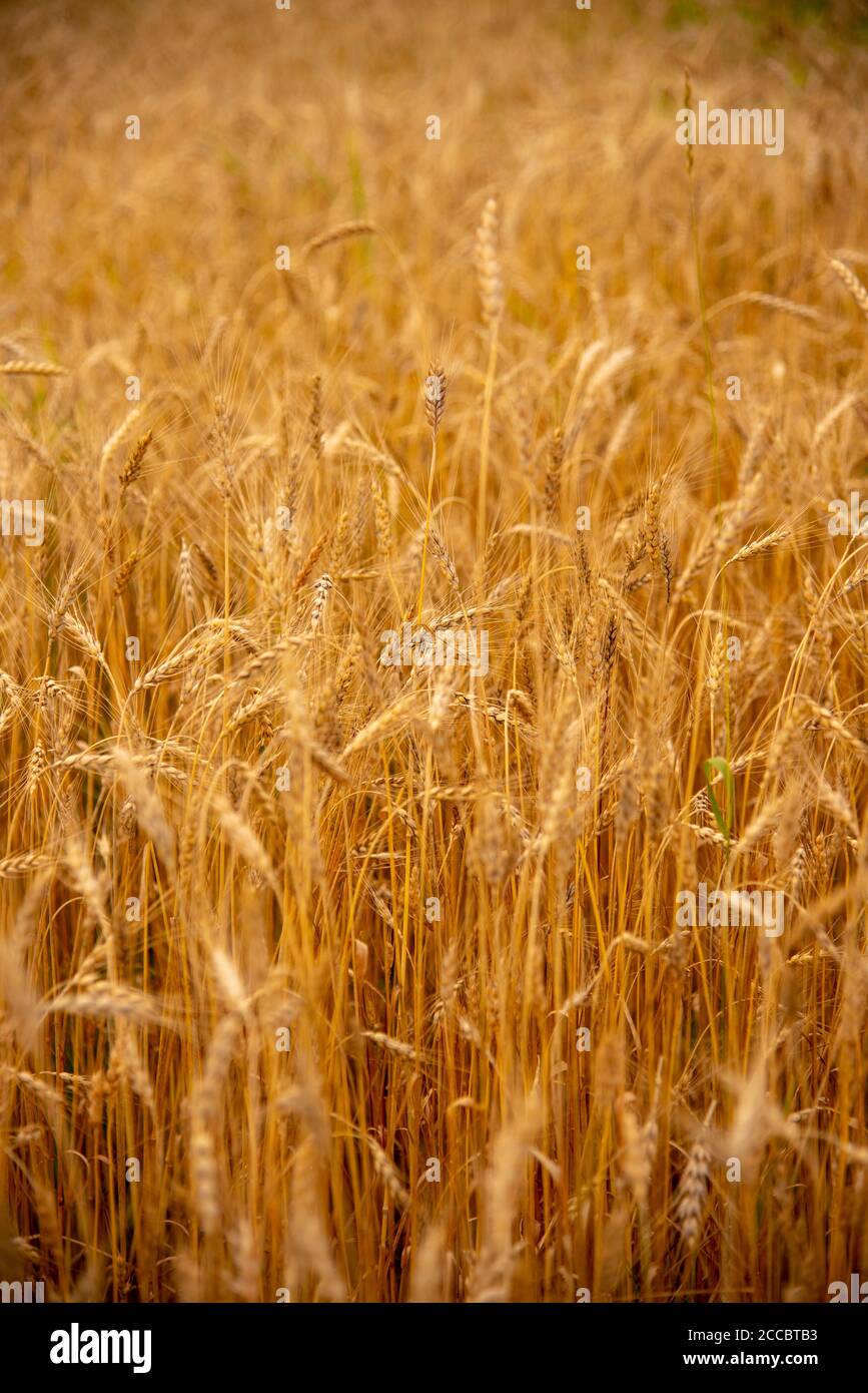 Ripe Rye Color Vertical photo full frame of ripe rye as a backdrop Stock Photo - Alamy