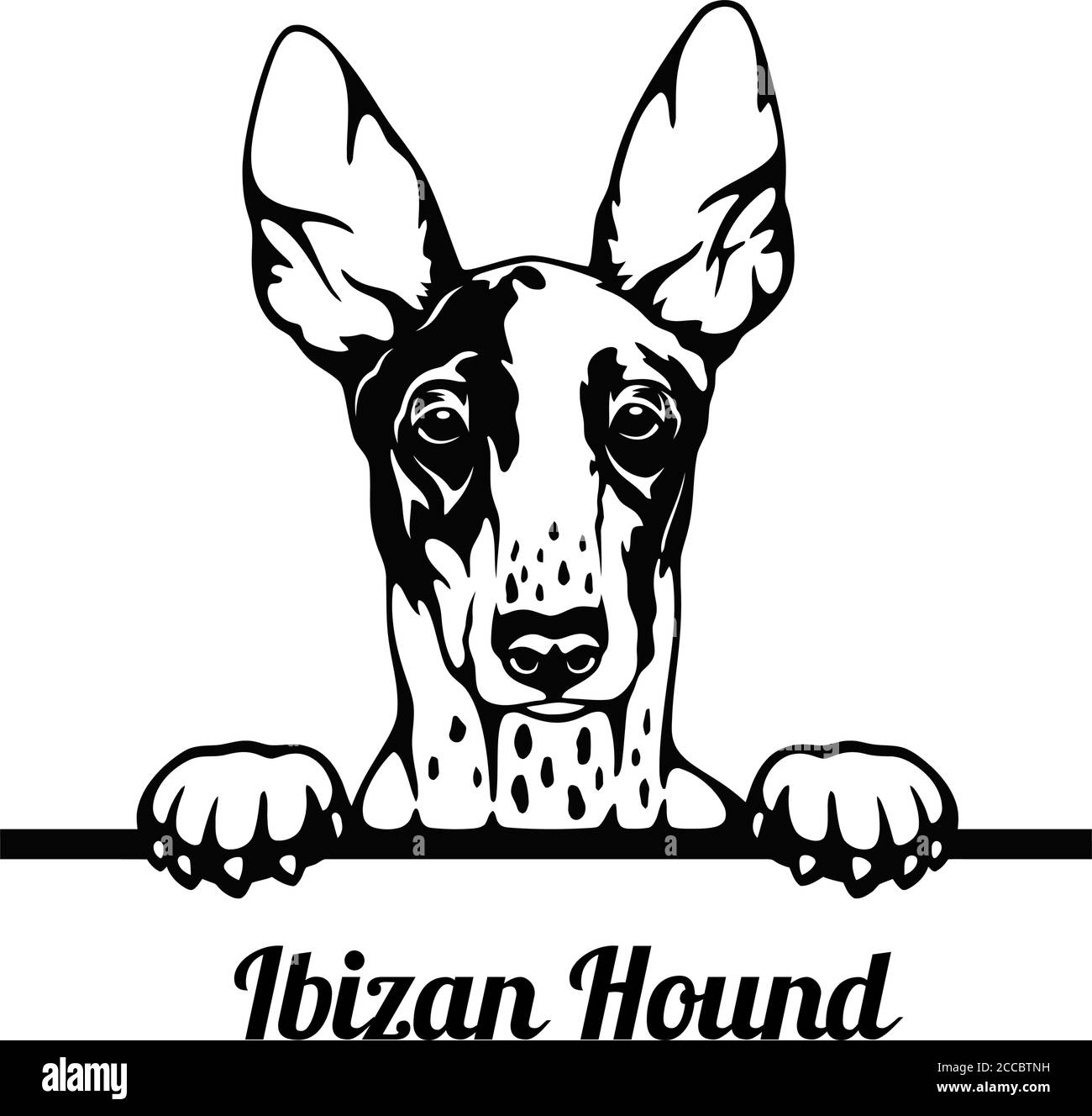 Ibizan Hound Puppy Stock Vector Images Alamy
