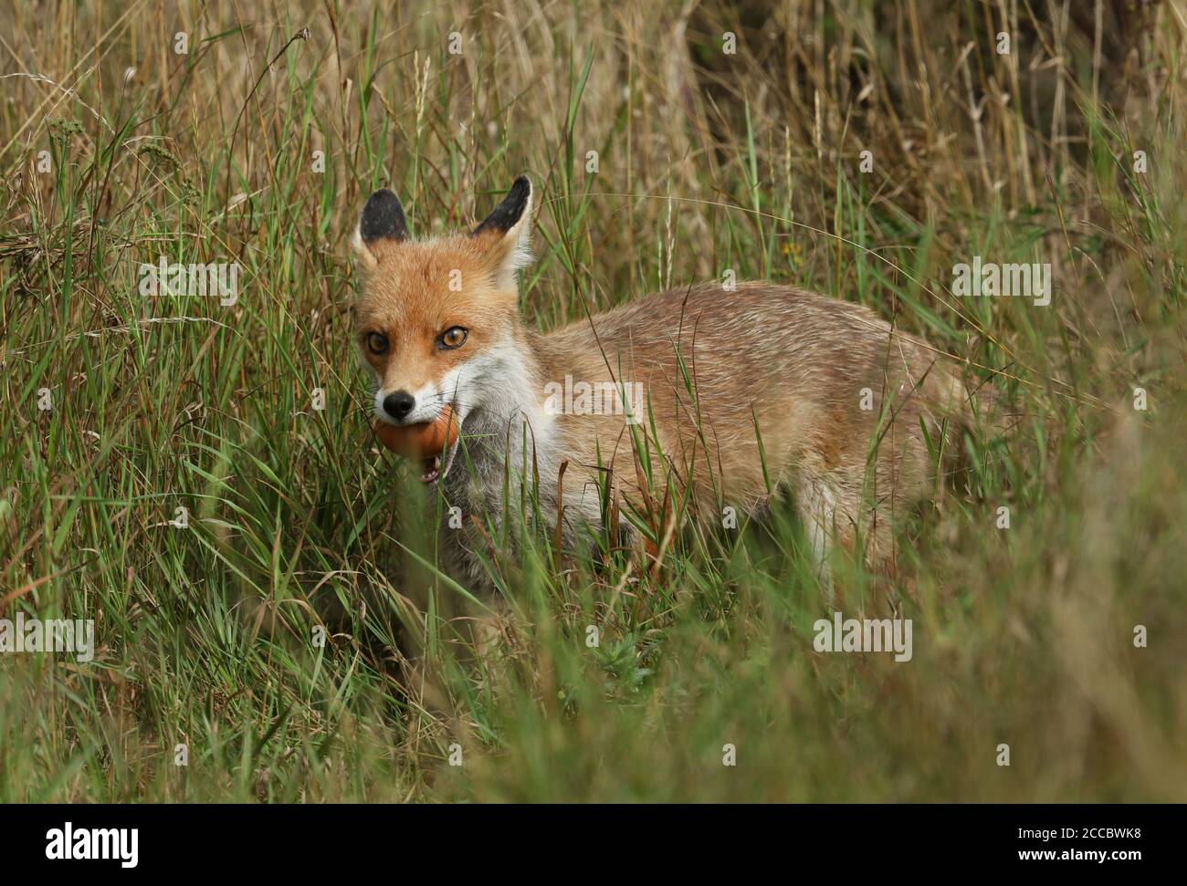 A wild Red Fox, Vulpes vulpes, walking through a field with an egg in its mouth. Stock Photo