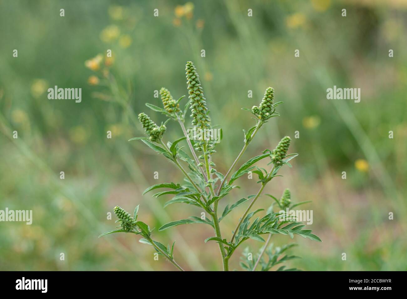 Ragweed bush is blooming. Ambrosia pollen allergy concept Stock Photo