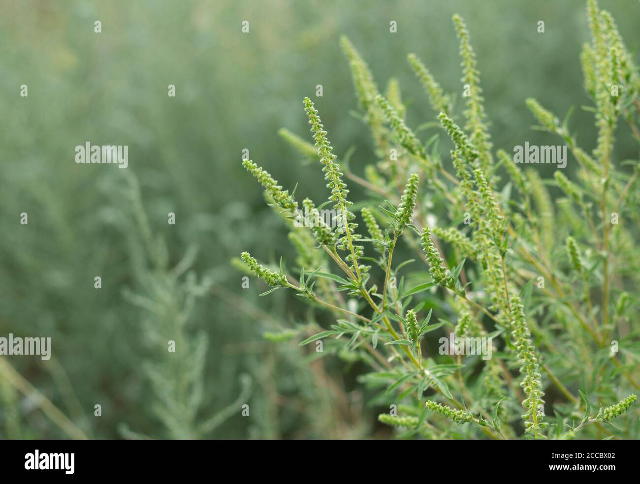 Ragweed or Ambrosia artemisiifolia blooming with pollen. Allergy in summer and autumn Stock Photo
