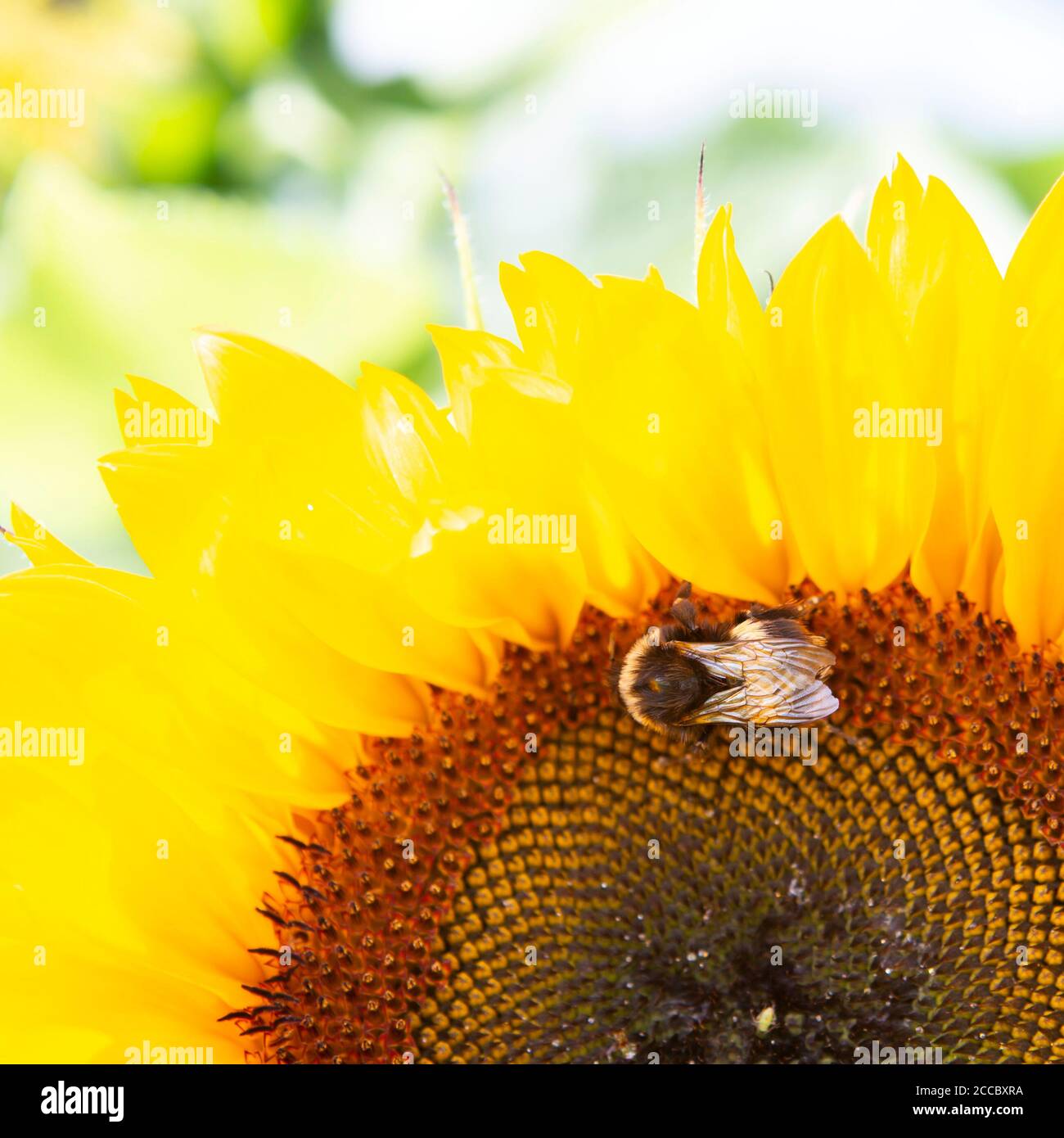 Pollen bee crop plant hi-res stock photography and images - Alamy
