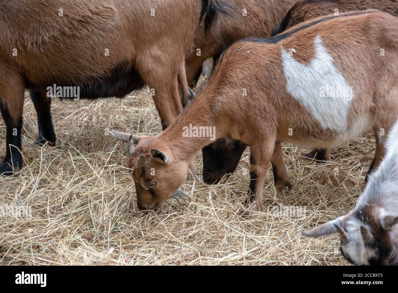 Farm animals haystack hi-res stock photography and images - Alamy