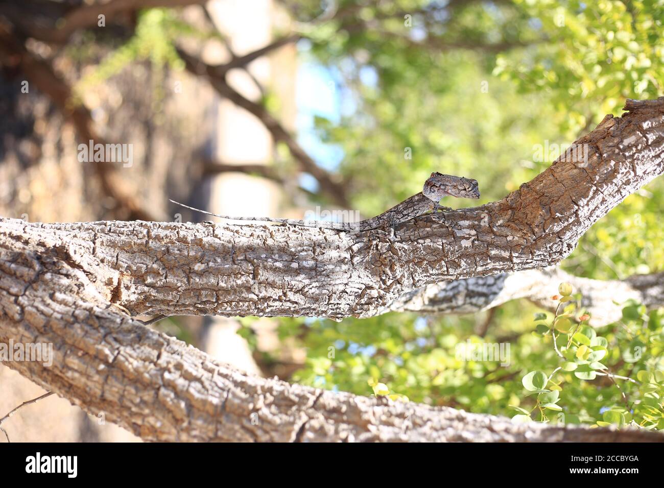 Frilled-neck Lizard (Chlamydosaurus kingii), Broome, Australia - Stock Photo