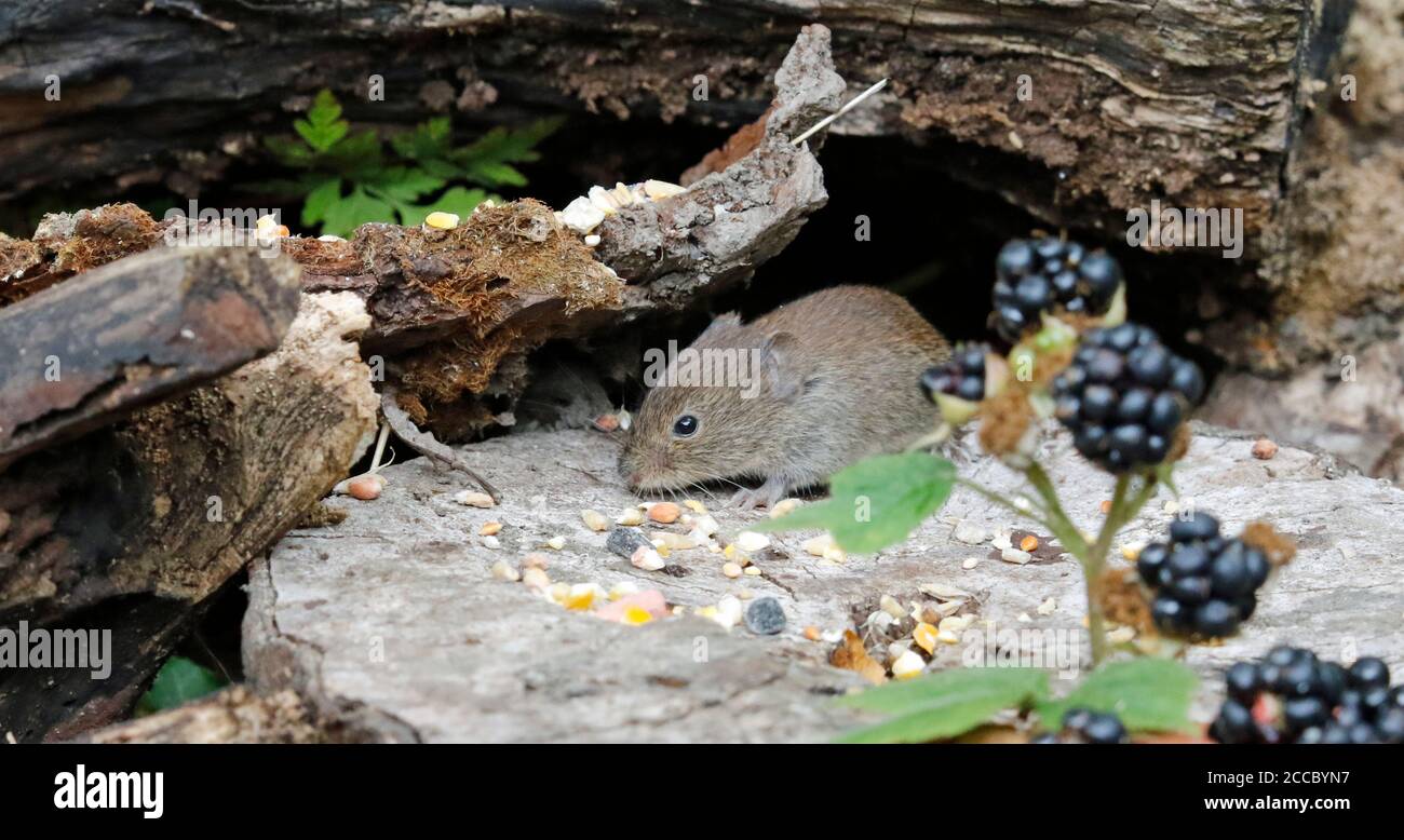 Voles clearing seeds and berries under the bird feeders Stock Photo Alamy