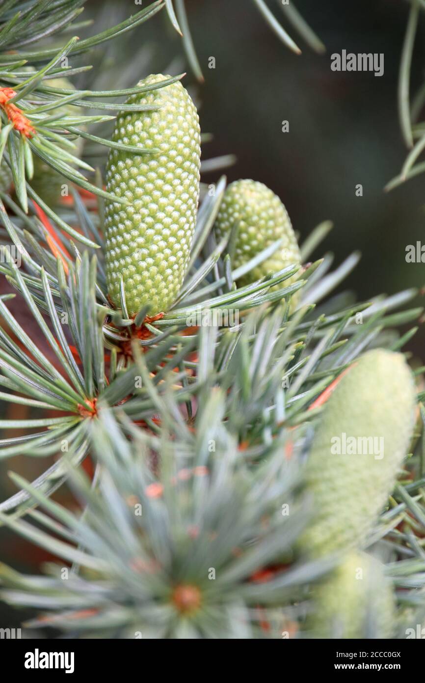 Vertical shot of pinyon pine cones Stock Photo