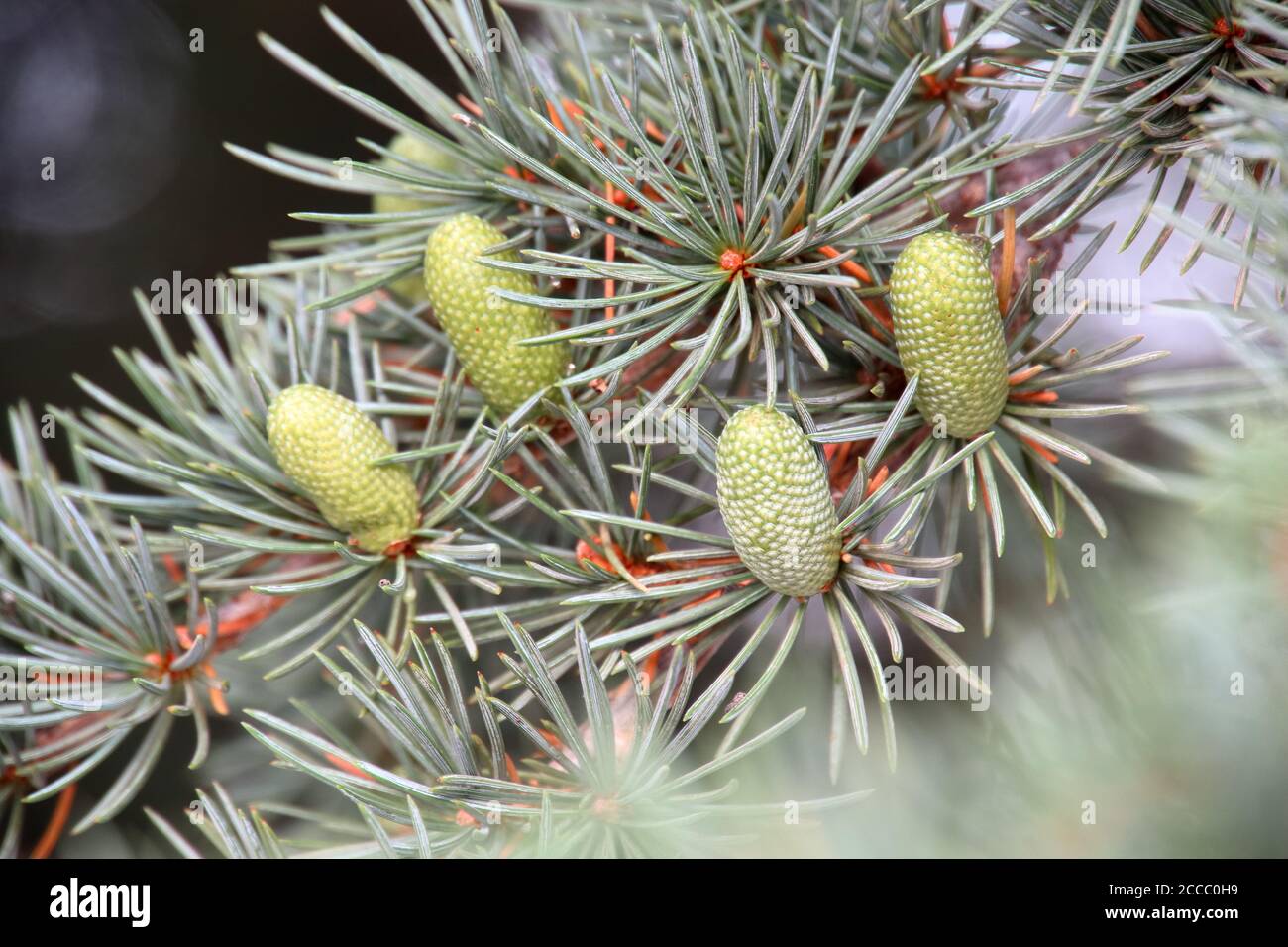 Closeup shot of pinyon pine cones Stock Photo