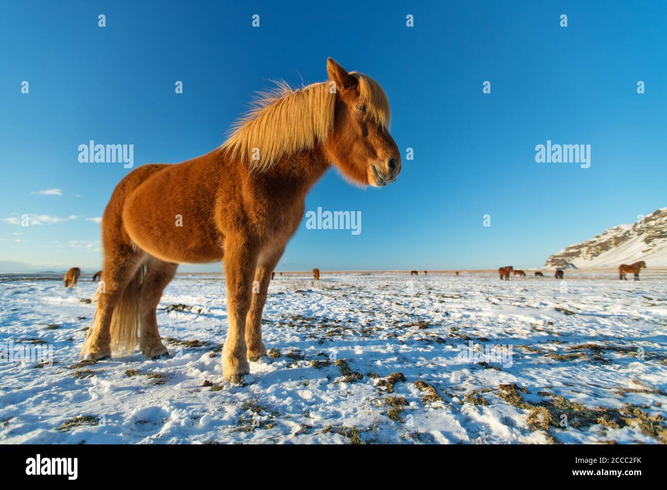 Icelandic horses in winter landscape. Iconic symbol of Iceland fauna, tourist point of interest Stock Photo