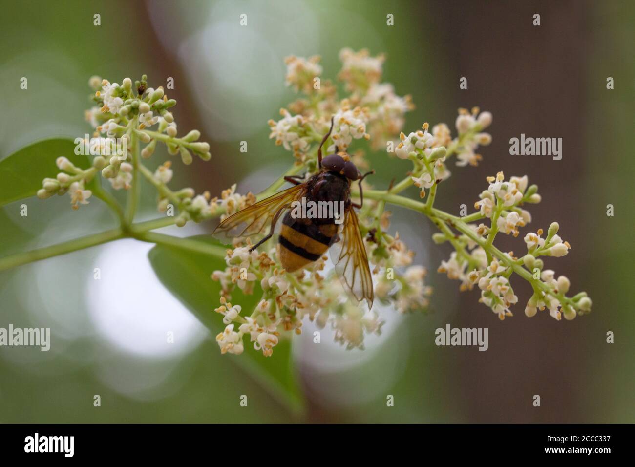 Hornet mimicking hoverfly, Volucella zonaria Stock Photo