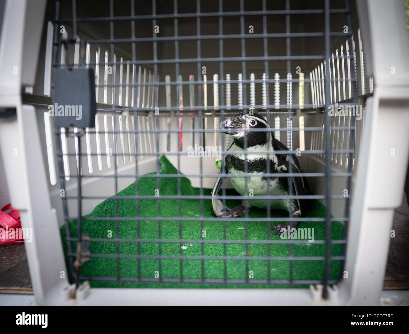 19 August 2020, Hessen, Frankfurt/Main: A Humboldt penguin looks out of its  transport crate after arriving at Frankfurt Zoo from Mannheim. 20 animals  had been brought in the morning from the Luisenpark