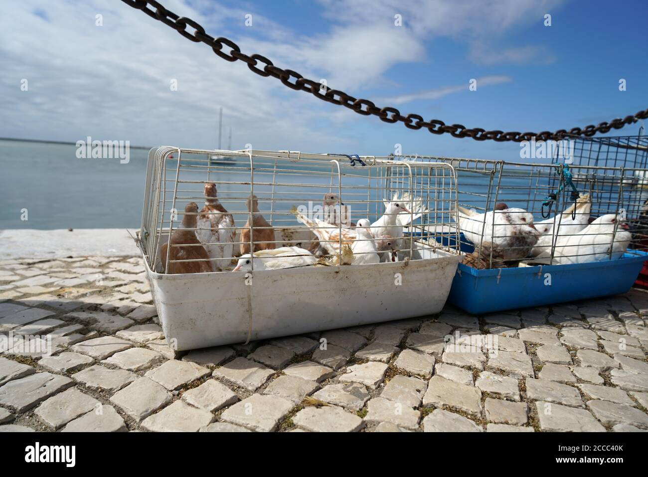 Image showcasing Bird cages in water hi-res stock photography and images - Alamy