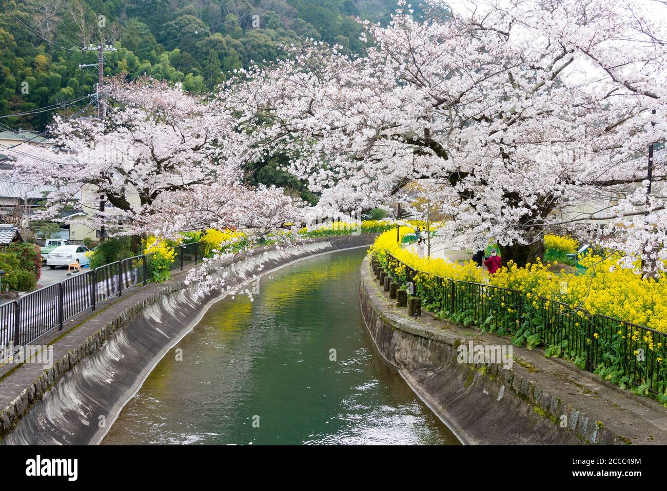 Kyoto Japan Cherry Blossom At Lake Biwa Canal Biwako Sosui In Yamashina Kyoto Japan Lake Biwa Canal Is A Waterway In Japan Stock Photo Alamy Kyoto Japan Cherry Blossom At Lake Biwa Canal Biwako Sosui In Yamashina Kyoto Japan Lake Biwa Canal Is A Waterway In Japan Stock Photo Alamy