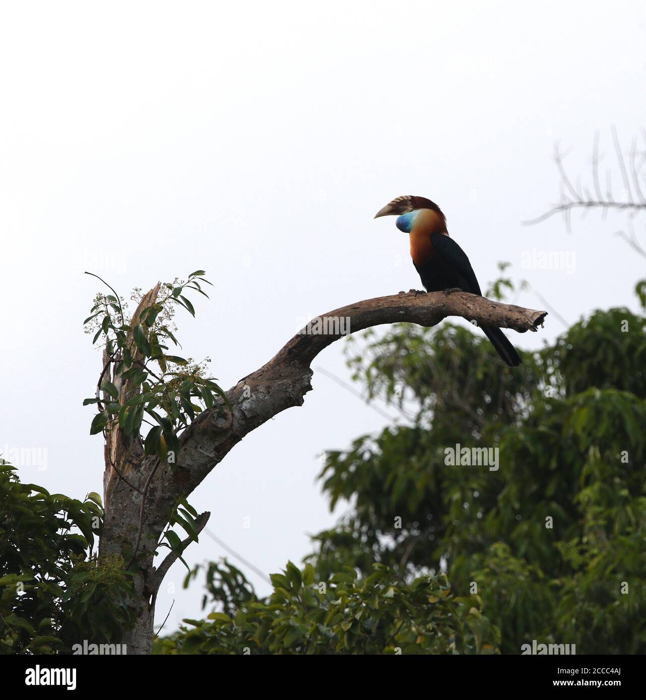 Sumba Hornbill (Rhyticeros everetti) on the island Sumba in the Lesser Sundas, Indonesia. Perched on a branch in a tall tree. Stock Photo