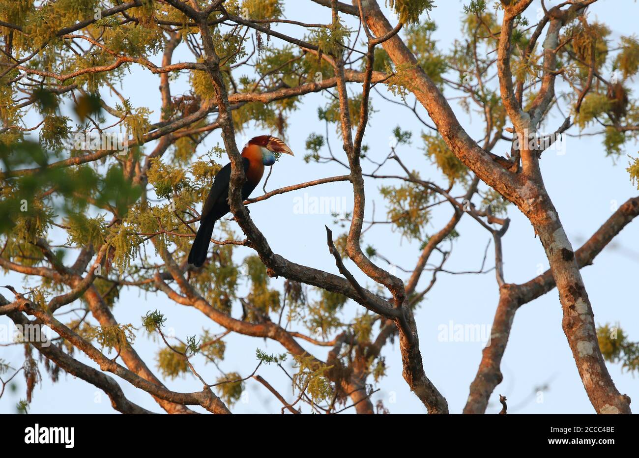 Sumba Hornbill (Rhyticeros everetti) on the island Sumba in the Lesser Sundas, Indonesia. Perched on a branch in a tall tree. Stock Photo