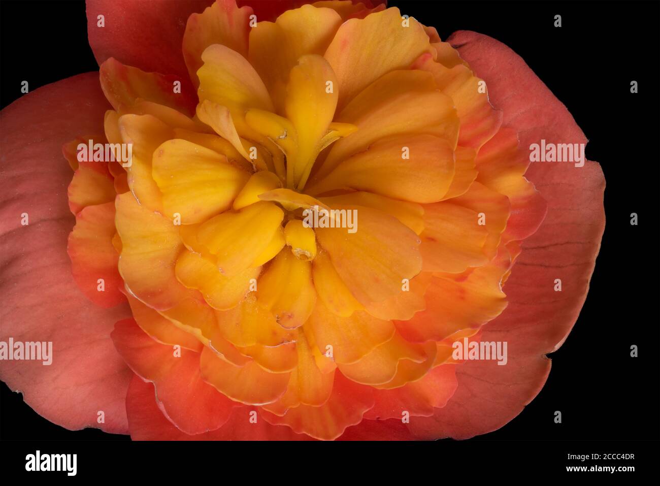 macro of the center of a yellow orange begonia blossom on black background Stock Photo