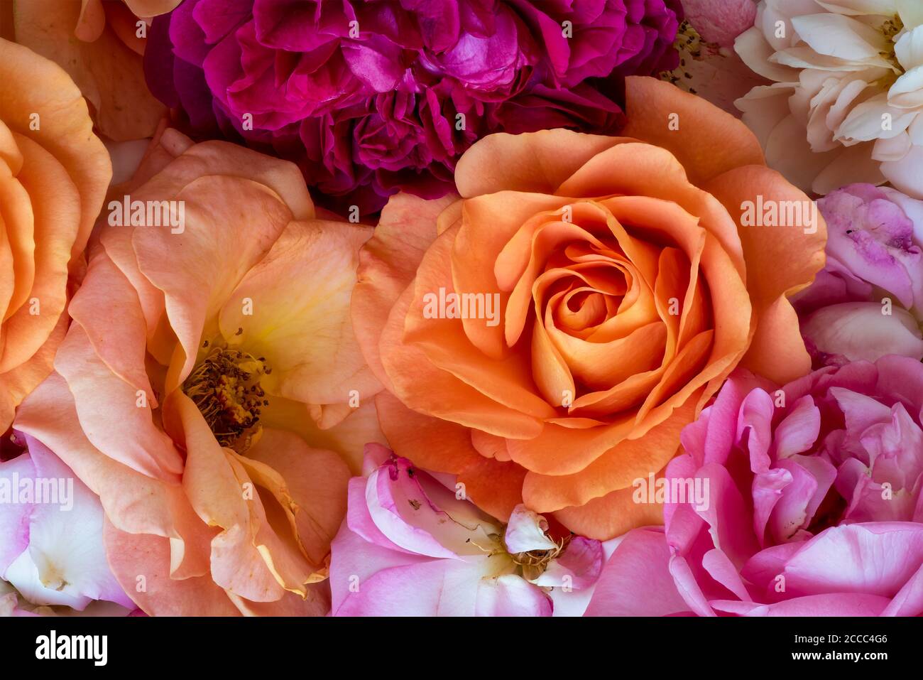 colorful collage of rose blossoms top view macro, symbolic figurative bed of roses love romance