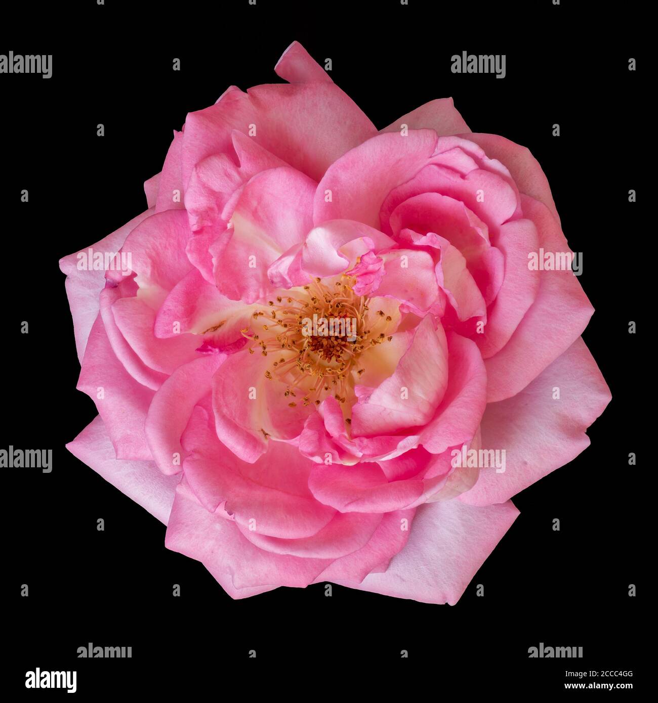 bight rose macro of a single isolated pink blossom in vintage painting style on black background Stock Photo