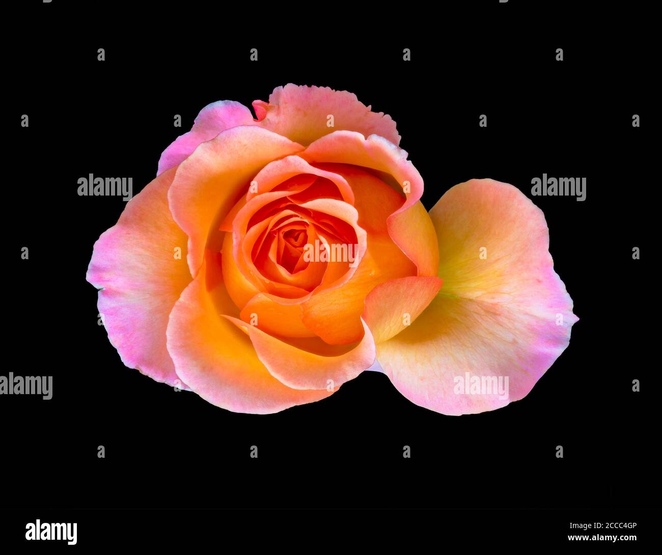 Retro veined rose top view macro of a single isolated orange yellow pink blossom in painting style on black background Stock Photo