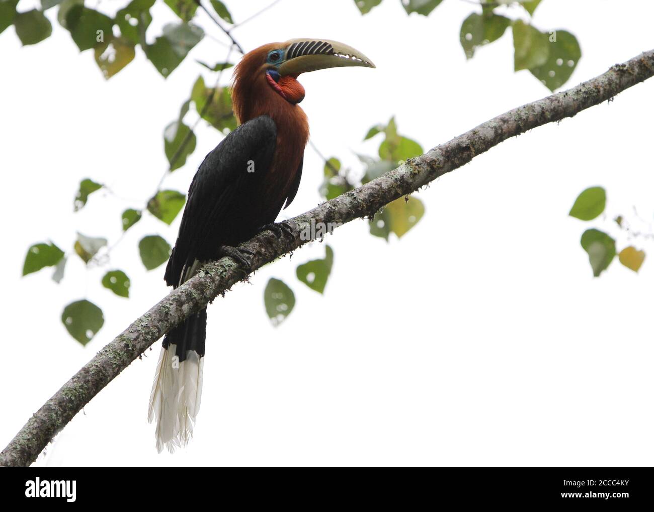 Rufous-necked Hornbill (Aceros nipalensis) in northeast India. A bird of ridged and hilly, chiefly broadleaved, forests in eastern Himalaya. Stock Photo
