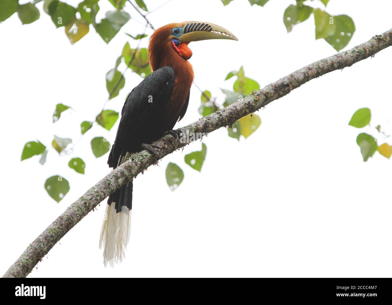 Rufous-necked Hornbill (Aceros nipalensis) in northeast India. Stock Photo