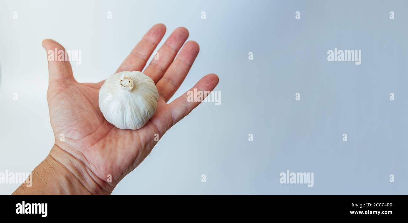 head of garlic in open man's palm isolated on light background. copy space Stock Photo