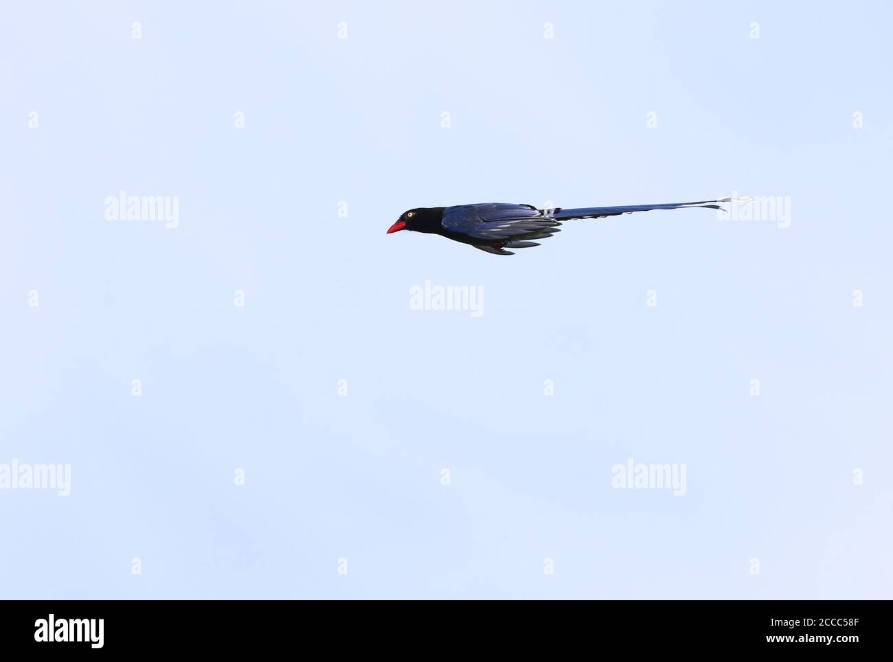 Taiwan Blue Magpie (Urocissa caerulea) gliding overhead. Also called Formosan Blue Magpie Stock Photo