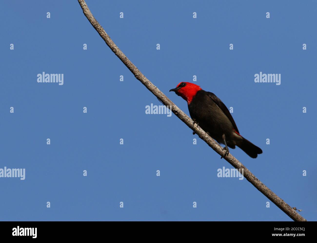 Sumba Myzomela (Myzomela dammermani) perched on a branch against a blue sky as background on Sumba, Indonesia. Stock Photo