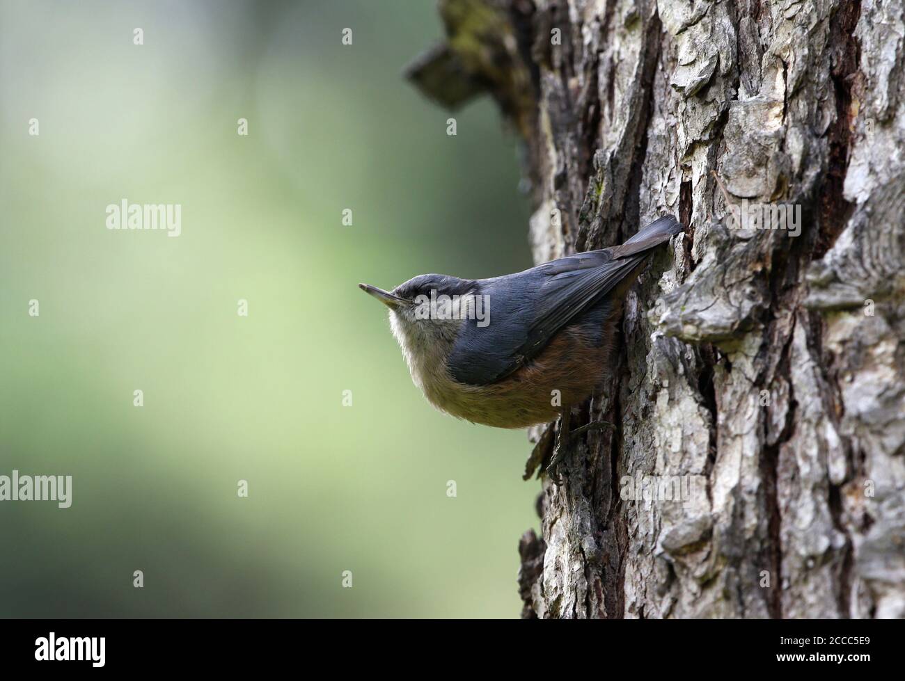 Female Kashmir Nuthatch (Sitta cashmirensis) in montane forest near Gulmarg, Kashmir province, India. Clinging to the bark of a tree. Stock Photo