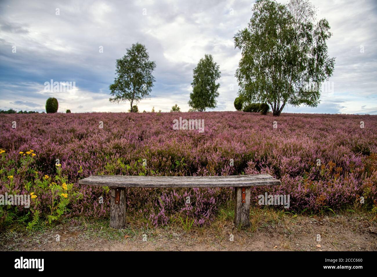 Blühende Blumen in der Lüneburger Heide Stock Photo - Alamy