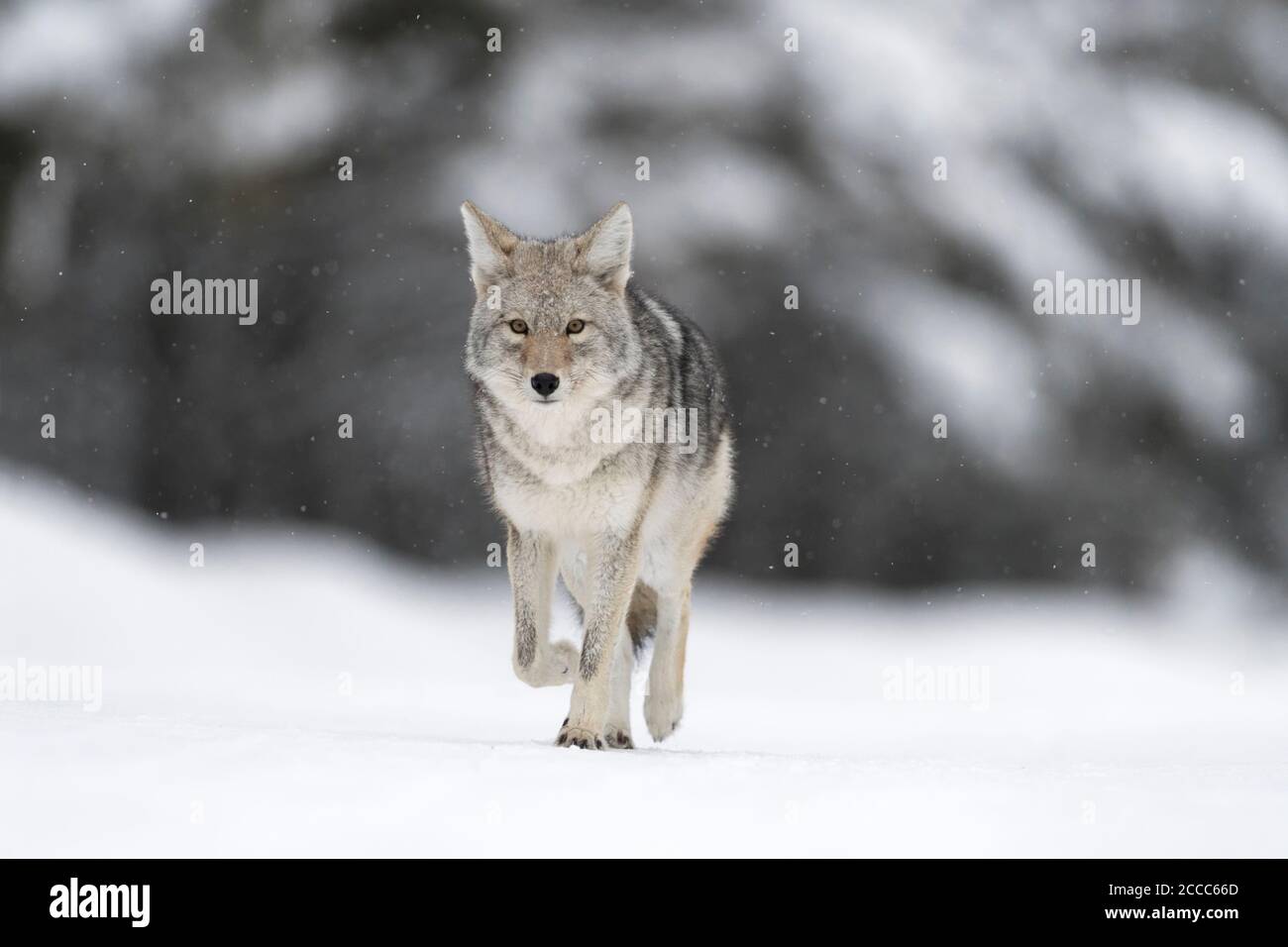 Coyote / Kojote ( Canis latrans ), in winter, walking on frozen snow, light snowfall, watching, natural background, close, eye contact, Yellowstone NP Stock Photo