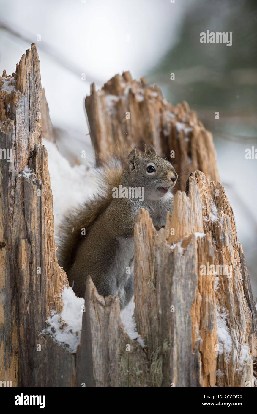 American Red Squirrel /  Pine Squirrel / Rothörnchen ( Tamiasciurus hudsonicus ), in winter, sitting in, hiding in, watching out of a snow covered tre Stock Photo