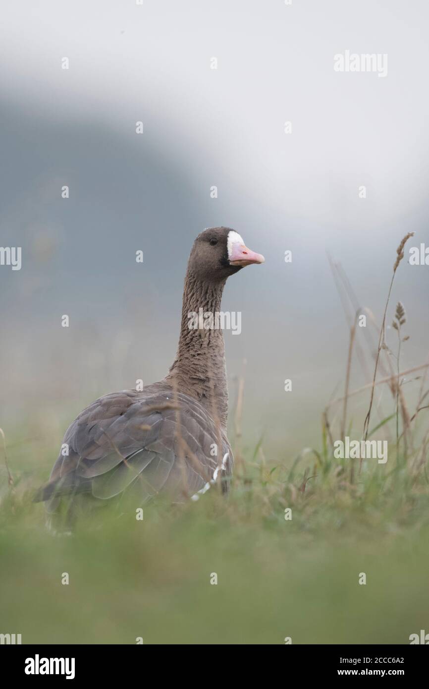 Greater White-fronting Goose, wild goose resting, craning its neck, watching, wildlife, Europe. Stock Photo