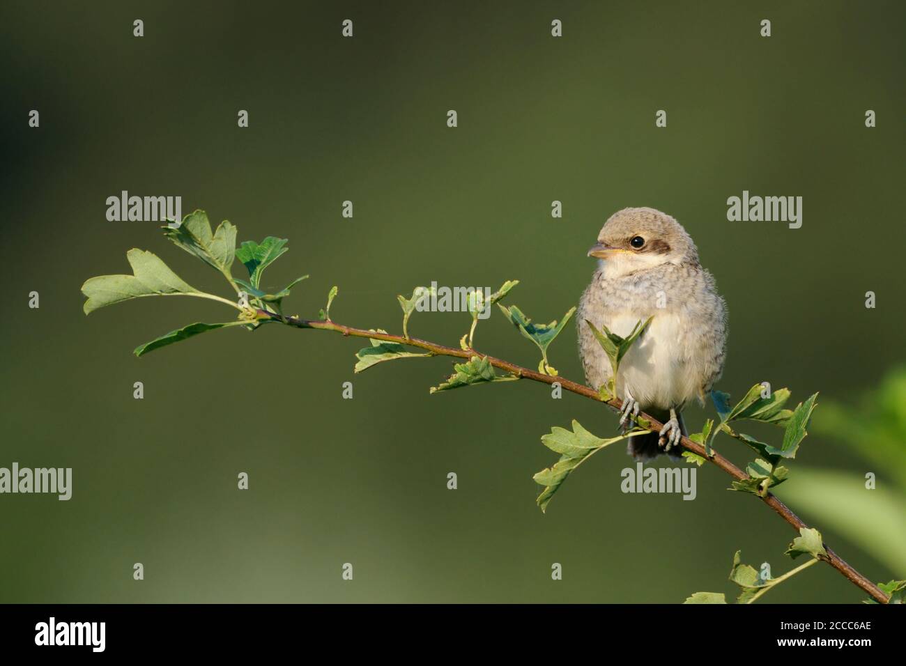 Red-backed shrike / Neuntoeter (Lanius collurio), young adolescent, perched on top of a bush, typical hedgerow bird, endangered species, wildlife Euro Stock Photo