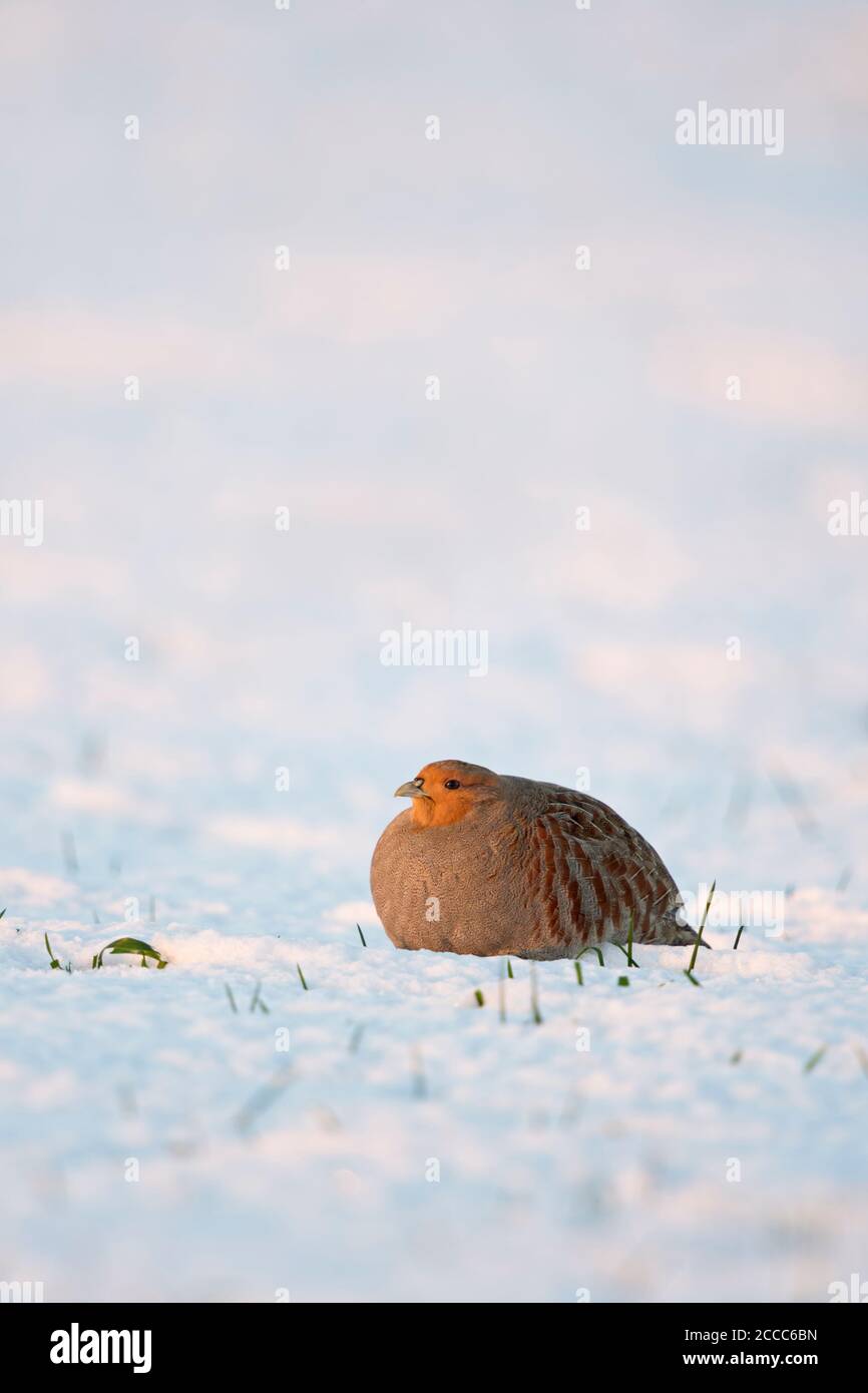 Grey Partridge / Rebhuhn ( Perdix perdix ), adult, resting in fresh fallen snow, secretive behaviour, on a sunny winter morning, first light, wildlife Stock Photo