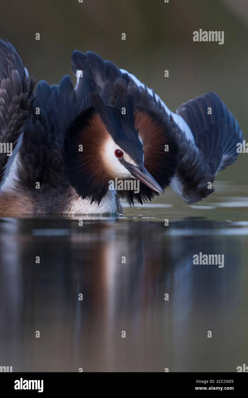 Great Crested Grebe / Haubentaucher ( Podiceps cristatus ) courting in cat display, opening its wings to impress its mate, looks so beautiful, Europe. Stock Photo