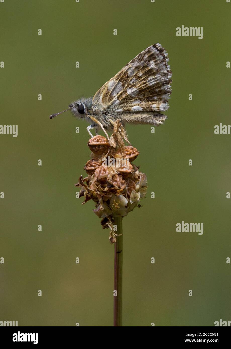 Hungarian or Orbed Red Underwing Skipper (Spialia orbifer) perched on a seedhead Stock Photo