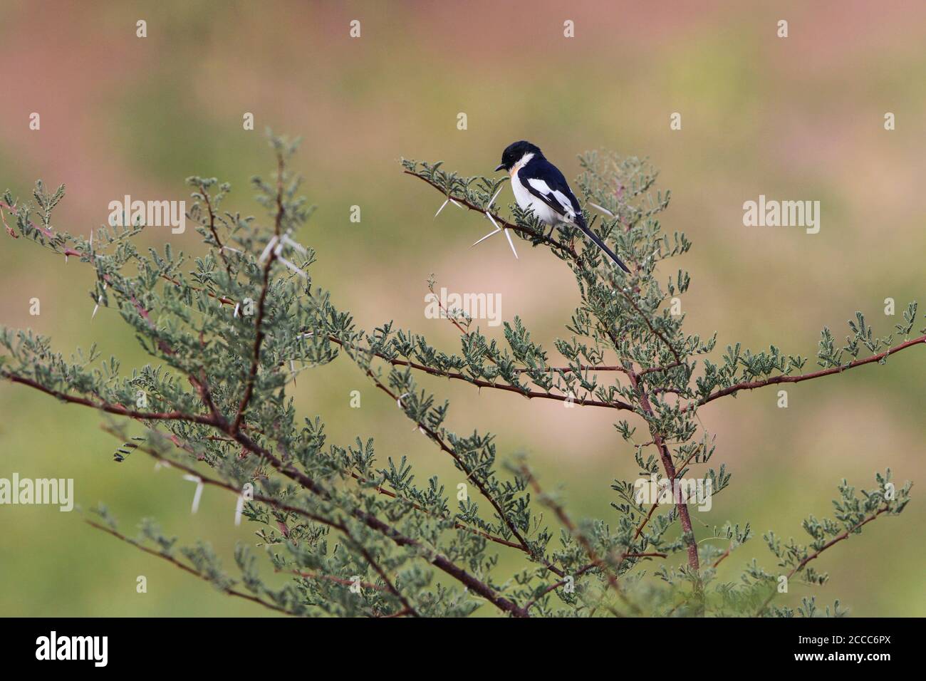 Adult White-bellied Minivet (Pericrocotus erythropygius) perched on top of a bush in India. A species found mainly in dry deciduous forests. Stock Photo