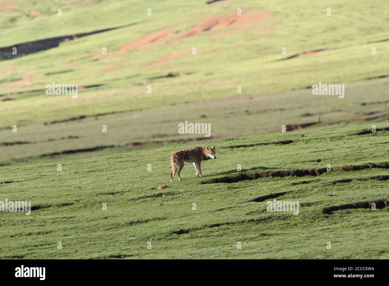 Wolf (Canis lupus) walking on the Tibetan Plateau Stock Photo