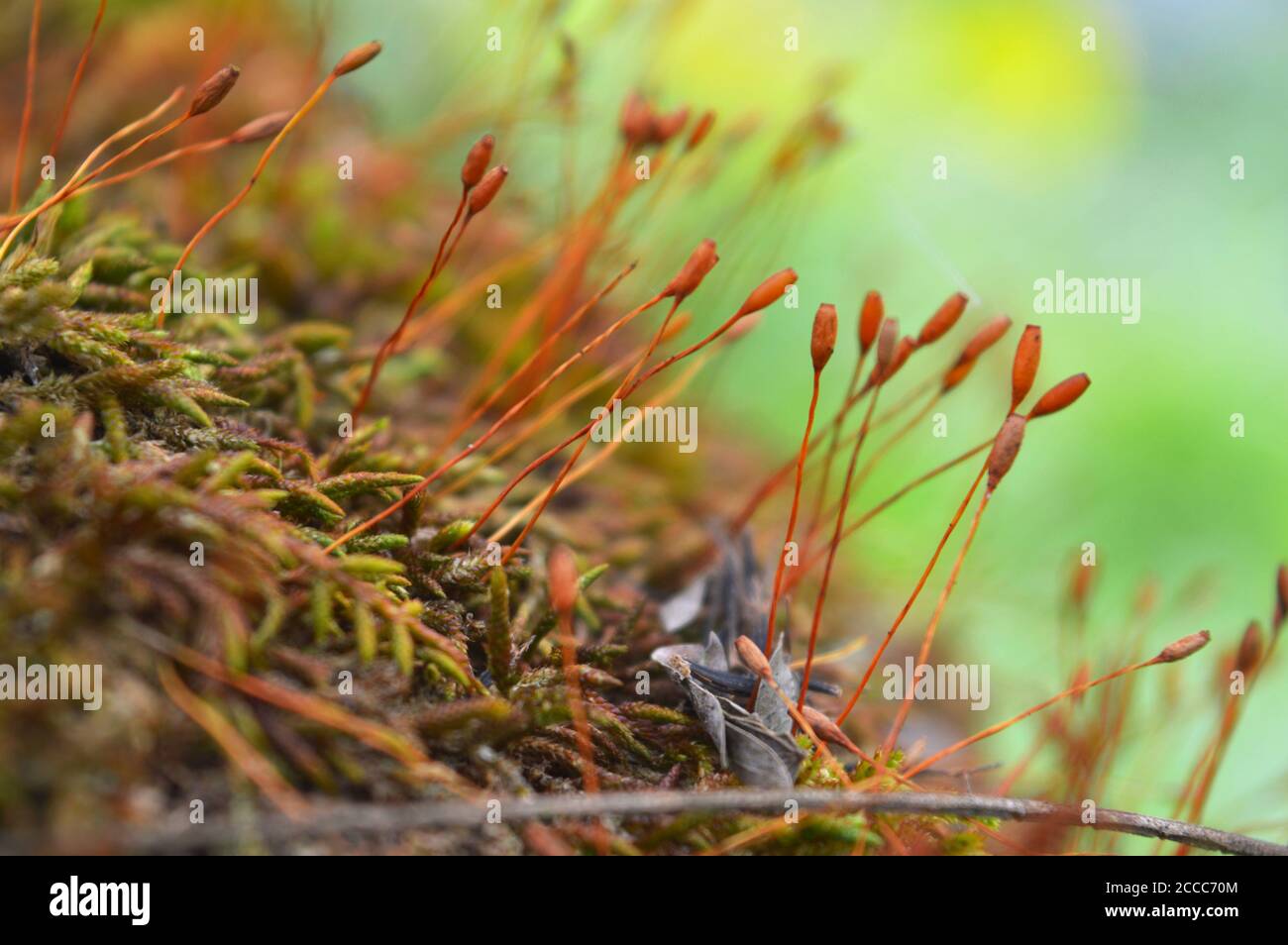 moss or Bryophyta, are small, non-vascular flowerless plants that typically  form dense green clumps or mats, often in damp or shady locations Stock  Photo - Alamy