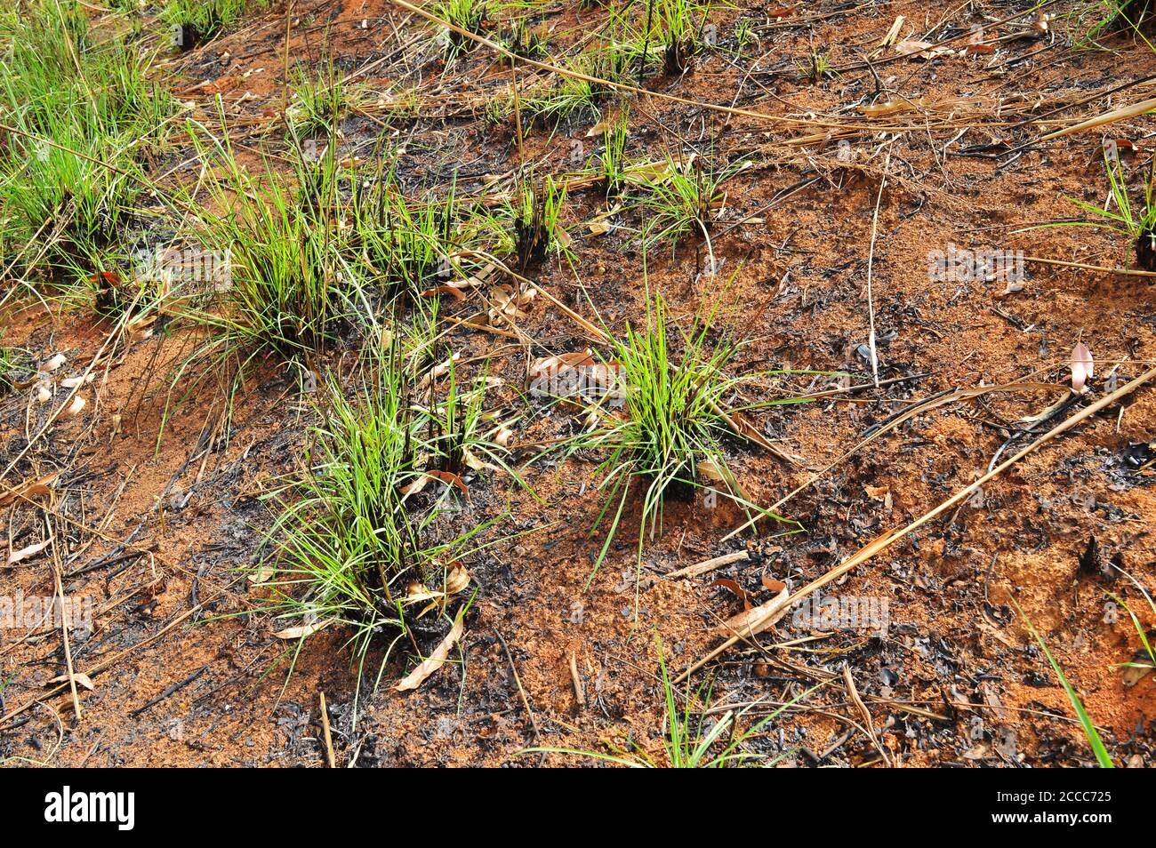 image shows dead and burnt plants rising from the ashes like a phoenix