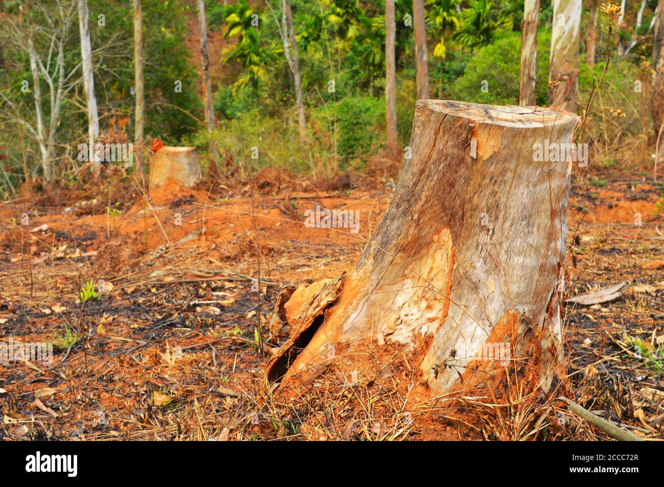 image shows a cut tree bark in a lawn. Represents deforestation and human encroachment into forest areas. Deforestation, clearance. Stock Photo