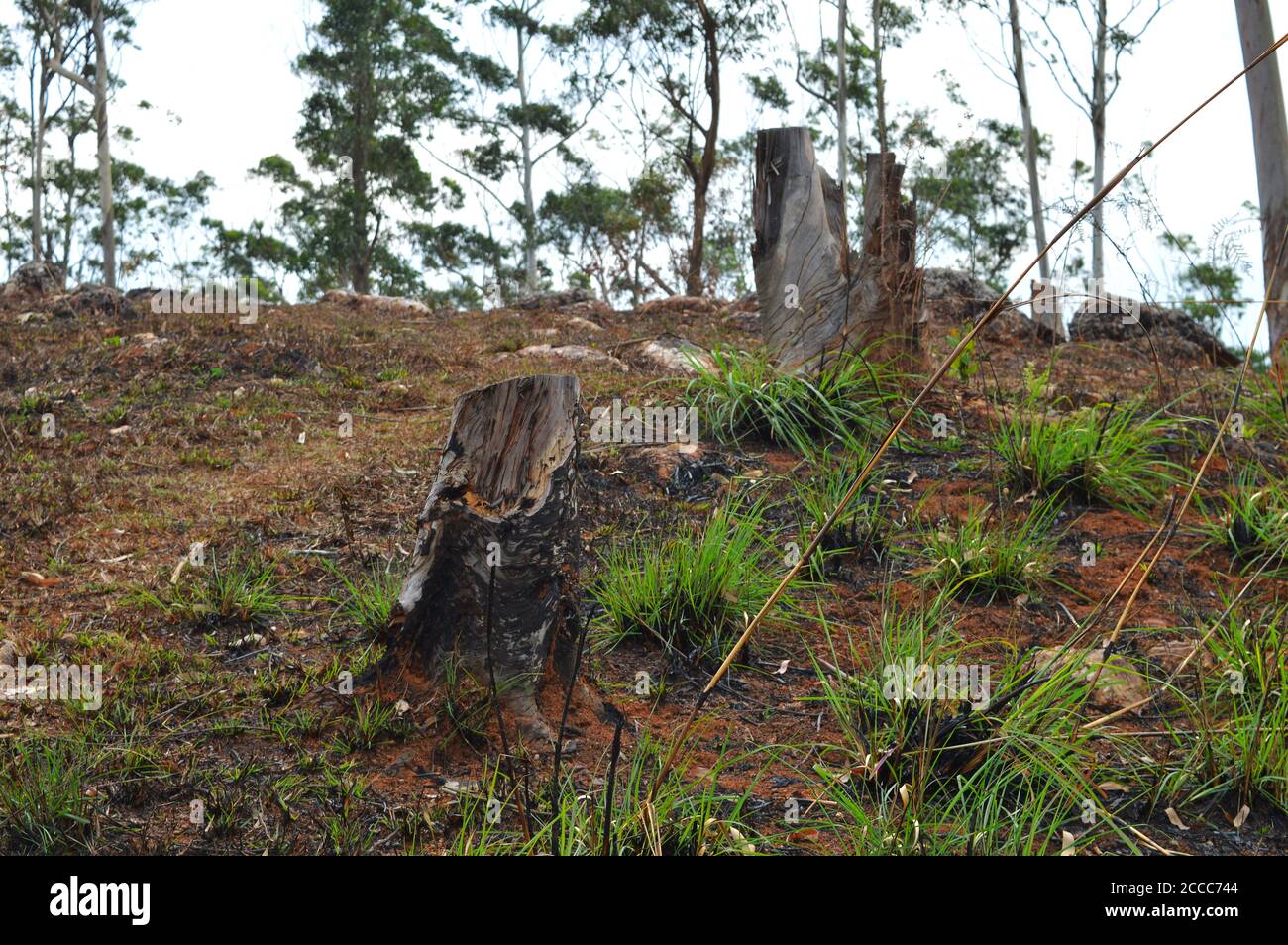 image shows a cut tree bark in a lawn. Represents deforestation and human encroachment into forest areas. Deforestation, clearance. Stock Photo