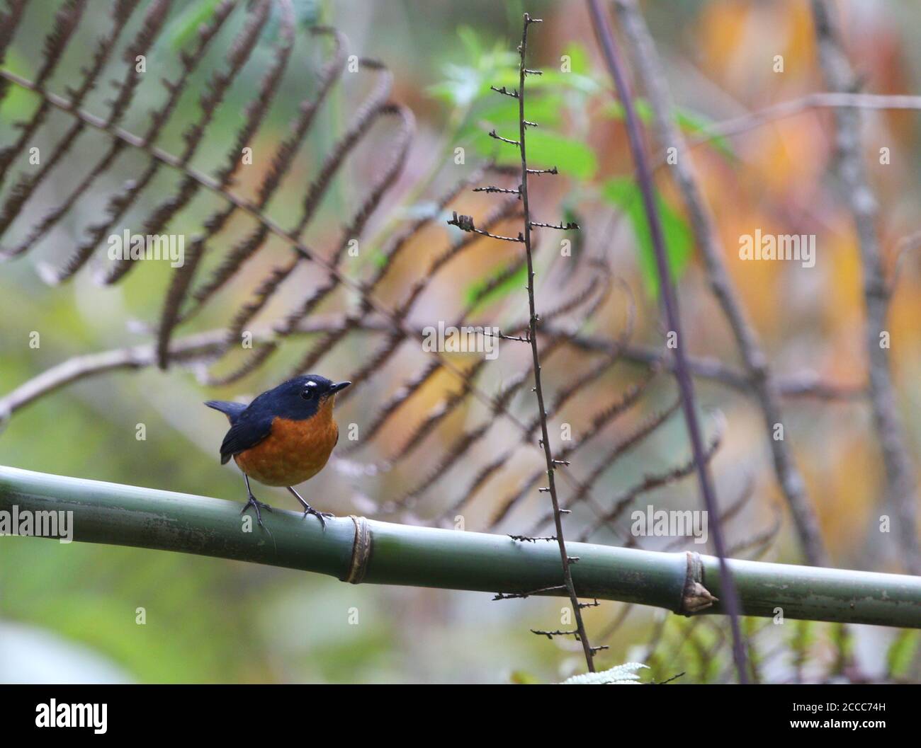 Rusty-bellied Shortwing (Brachypteryx hyperythra) perched on a horizontal branch in undergrowth of the Mishmi hills in India. Stock Photo