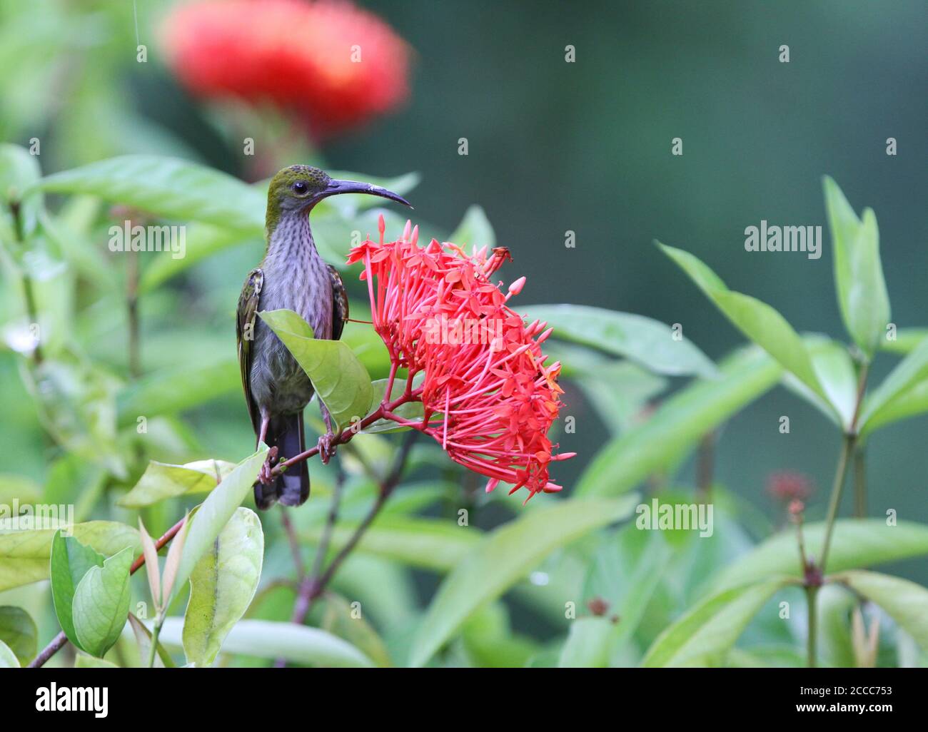 Bornean Spiderhunter (Arachnothera everetti) foraging on red tropical flowers in Danum valley, Sabah, Borneo. Stock Photo
