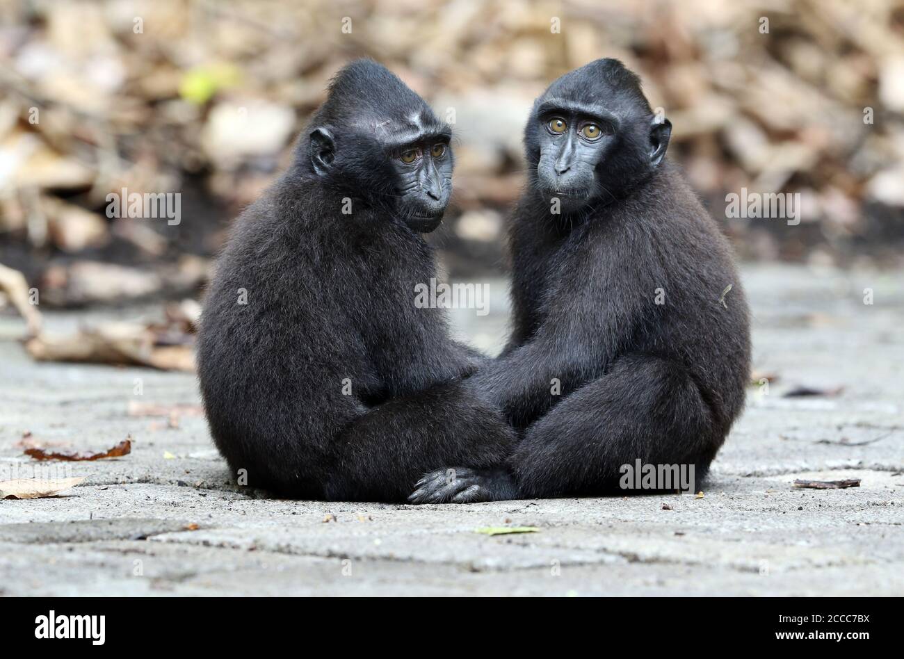 Celebes crested or Sulawesi crested macaque (Macaca nigra) young playing hard on the road Stock Photo