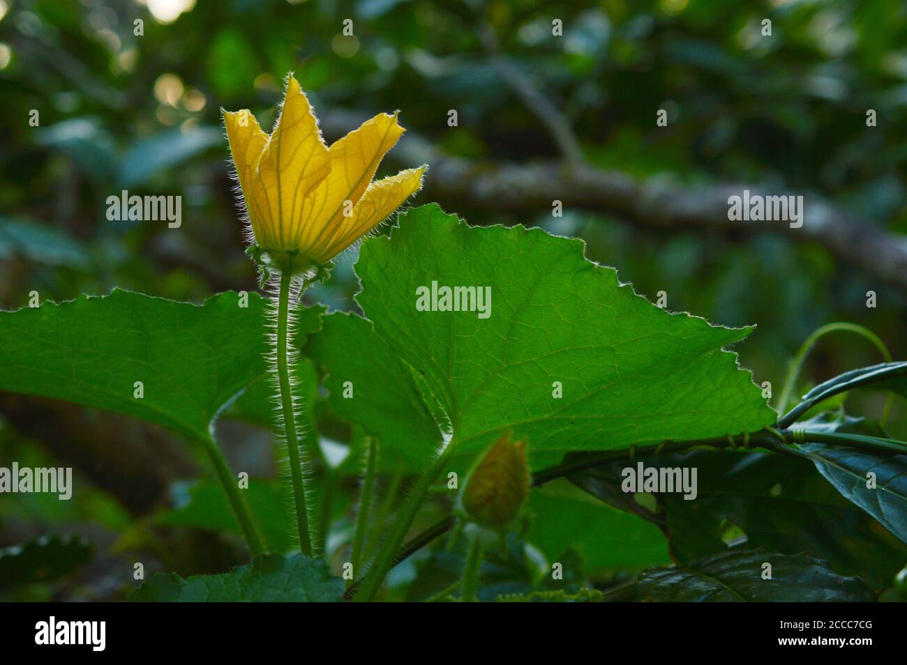 image shows a beautiful flower in the wild. This is a close up image of ...