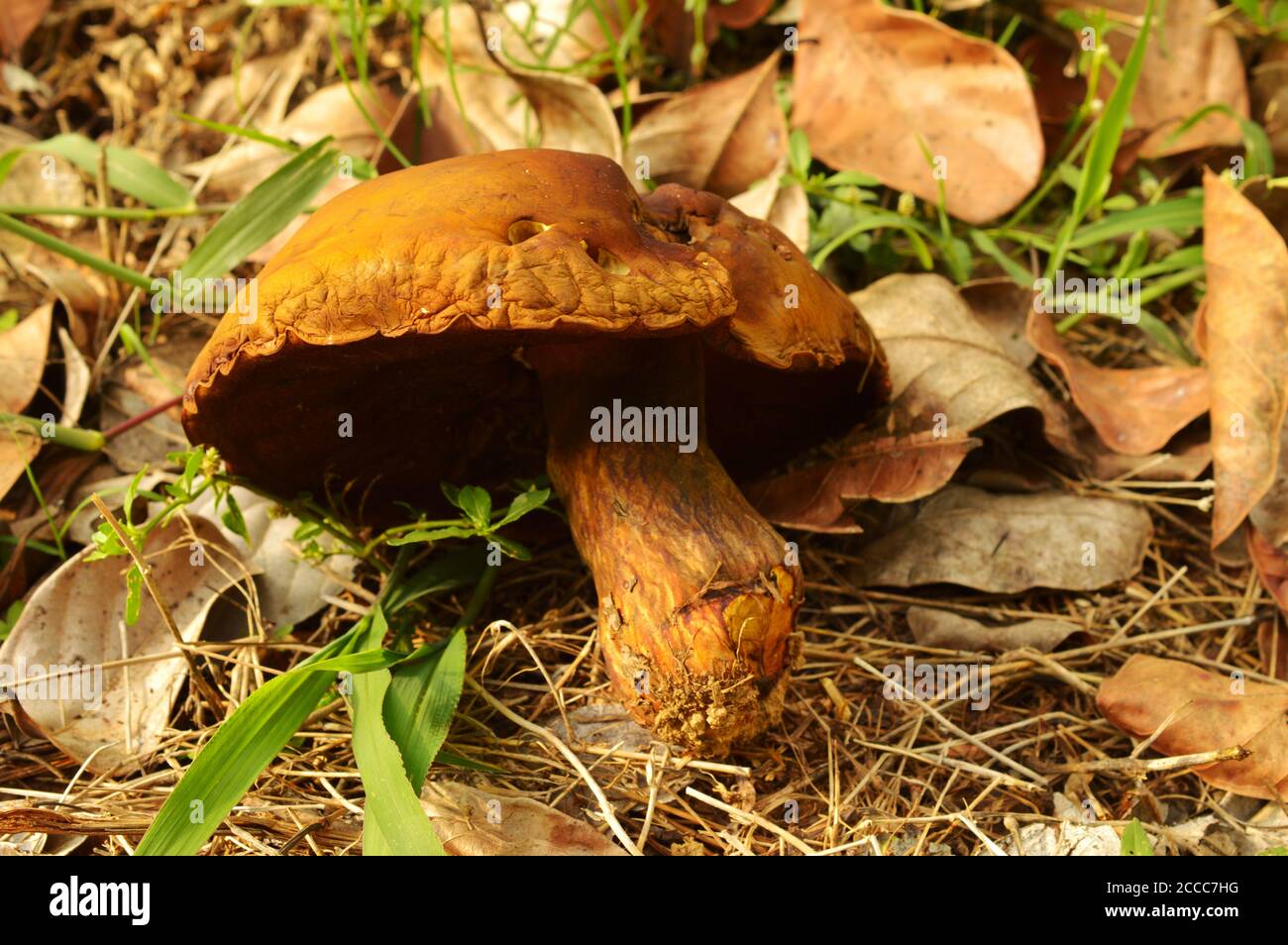 image of a large dead mushroom on the forest floor. A mushroom or