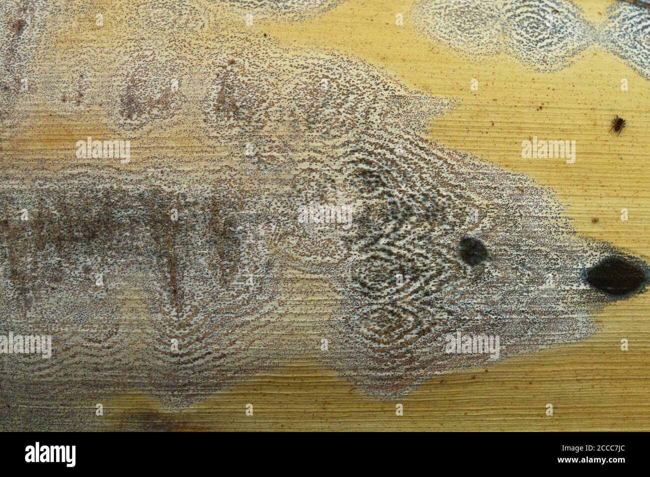 image shows the pattern on a leaf formed naturally. Stock Photo